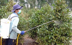 Nông dân ngoại thành hối hả chuẩn bị hoa tết