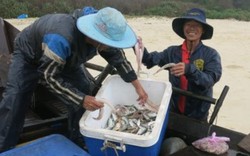 TT-Huế: Cá khoai bắt dài dài, mỗi ngày ngư dân kiềm 3-7 triệu đồng