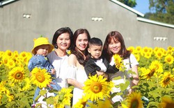 Trồng hoa hướng dương cho khách vào chụp ảnh, thu 5 - 7 triệu/ngày