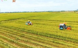 VINASEED đồng hành và phát triển cùng nông nghiệp Việt Nam