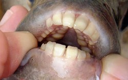 Kinh hãi: Loài cá có hàm răng giống hệt con người, thích cắn của quý của đàn ông