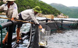 Khánh Hòa: Trang trại cá chim tươi rói khổng lồ trên vịnh Vân Phong