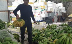 Tấp nập chợ chuối Trung Châu-nơi buôn bán chuối lớn nhất Thủ đô