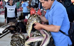 Ám ảnh bởi Corona, chợ chuyên bán động vật hoang dã dừng buôn rắn, bán dơi