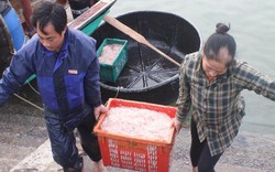 Clip: Sau Tết, ngư dân Hà Tĩnh có tiền triệu/ngày nhờ “lộc biển”