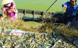 Bắt nhiều tôm càng toàn đực ở ruộng lúa, cỡ lớn bán 400 ngàn/ký