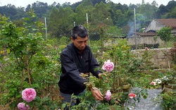 Đi lạc vào khu vườn hơn 2.000 gốc của ông "vua" hoa hồng xứ Lạng