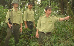 Lập cụm liên kết phòng chống cháy rừng