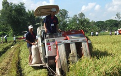 Đầu tư cho”cánh đồng  liên kết”