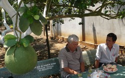 Đệ nhất trồng bưởi miền Đông