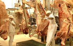 Bò được giết thịt như thế nào ở Úc?
