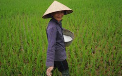 Hiệu lực của phân bón Văn Điển đối với lúa 