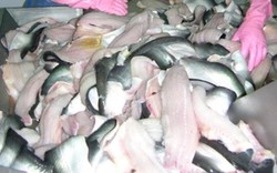 ĐBSCL: Giá cá tra bắt đầu “phất” trở lại