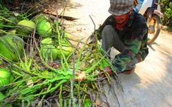 Nắng gắt, dừa 10.000 đồng‎/trái không đủ bán