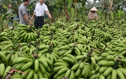 Nông nghiệp Văn Yên bước đột phá mới