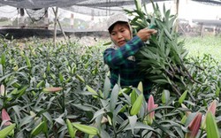 Trồng cây tiền tỷ: Cách trồng hoa lily- loài hoa đẹp nhất thế giới