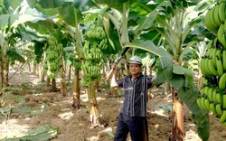 Lãi ròng  gần 20 cây vàng  từ 1,5ha chuối tiêu hồng