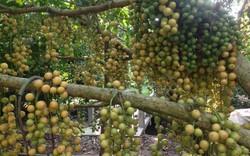 Hậu Giang: Lạ kỳ vườn dâu có quả mọc phủ kín thân cây, nặng trăm ký