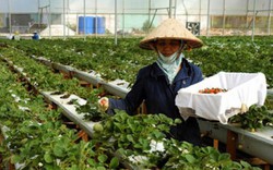 Có điểm tựa tài chính, nhà nông cứ việc hăng say sản xuất