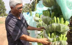 "Vua chuối" Út Huy: Muốn đi xa phải minh bạch, tuân thủ quy trình