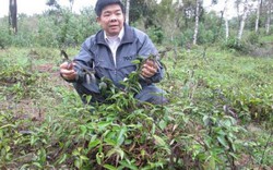 "Phù thủy“ nông dân đất Việt, cứ trồng cây là cây... “đẻ ra vàng“