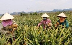 Trúng đậm mùa dứa, nông dân xứ Thanh bỏ túi 150 triệu/ha