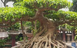 LẠ: Một cây sanh cao vỏn vẹn 80cm ở Thanh Hóa, giá trên 100 triệu