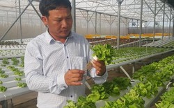 Nam Định: Bỏ phố về quê trồng rau công nghệ cao lãi hơn 1 tỷ/năm.