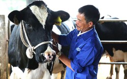 Nuôi bò sữa, đất cao nguyên Mộc Châu "đẻ" 600 triệu phú