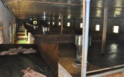 Báo động dịch tả lợn châu Phi "phá" trang trại lớn, dân mất tiền tỷ