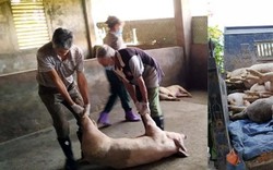 Dịch tả lợn châu Phi lan nhanh, Việt Trì phải tiêu hủy 578 con lợn