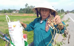 Nghệ An: Lạc đang xanh lá củ đã mọc mầm, nông dân điêu đứng
