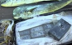 Thấy cá nhảy liên tục, mò lại xem, phát hiện điều đáng sợ dưới mặt nước