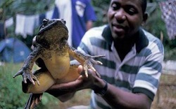 Loài ếch khổng lồ có kích thước rất to, chân dài tới 1m, nặng tới cả 7kg, to như một đứa trẻ