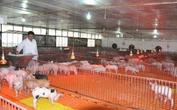 Trang trại lợn khổng lồ "nói không" với dịch tả lợn châu Phi