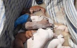 Long An: Nghi ngờ ổ dịch vừa phát hiện chưa phải là đầu tiên