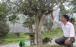 Đôi mộc hương nhìn như cây dại lại đắt không tưởng