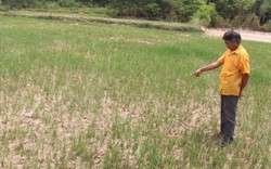 Nghệ An: Hàng nghìn ha lúa khô hạn, tỉnh yêu cầu thủy điện xả nước
