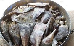 Đến Phú Quốc ăn còi biên mai