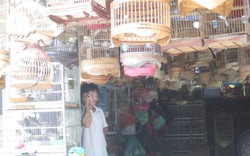 Bán chim &#39;tiên tri&#39; mùa World Cup, thu bạc triệu mỗi ngày