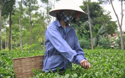 Tìm thị trường  cho chè Ba Trại