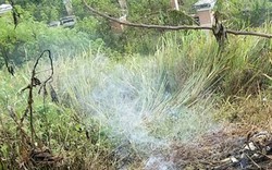 Thi thể cháy đen bên bụi hoa dã quỳ