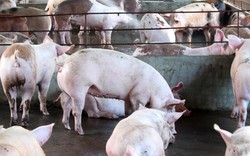 “Đánh” chất cấm trong chăn nuôi như công an “đánh” ma túy