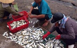 Tin mới nhất về kết quả kiểm nghiệm cá ở miền Trung