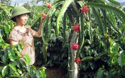 Mong DAP Lào Cai mở rộng thị trường
