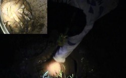 Đào hố bắt cả chục kg cá rô đồng một đêm ở Hà Nội