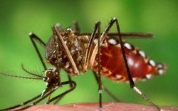 Muỗi vằn truyền bệnh sốt xuất huyết tăng 3,5 lần tại Hà Nội