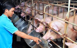 Bài học từ khủng hoảng giá lợn: Mắc kẹt ở khâu nào?