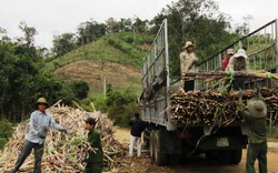 Mía đường vật vã vượt qua tụt hậu, năng suất kém nhất thế giới