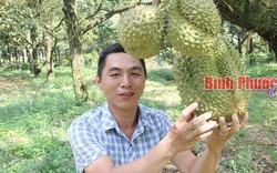 Lạ đời: Chủ vườn sầu riêng "hành tỏi" thương lái, vẫn thu 5 tỷ/vụ